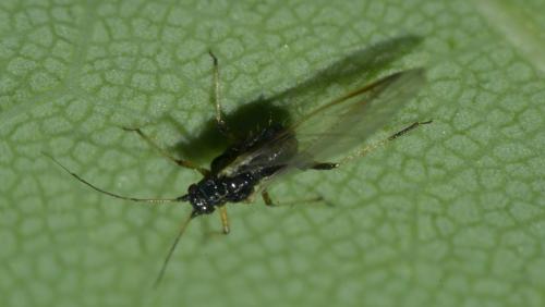 Réf. 196 604 : Periphyllus testudinaceus